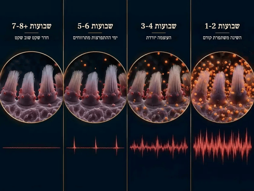 ציר הזמן: שבועות 1 עד 8